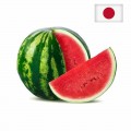 Japanese Mini Watermelon - Golden Lady (Sweet!)